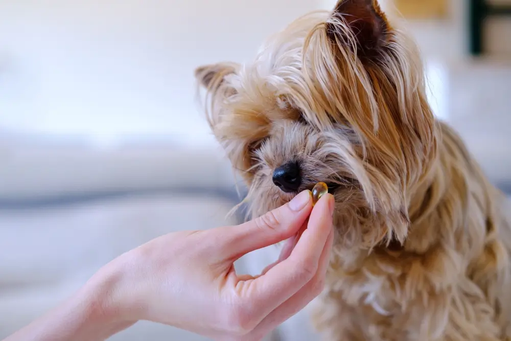 antibioticos para cachorros