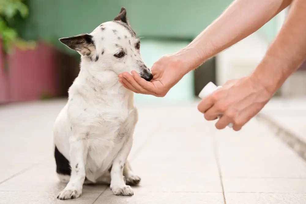 qual antiinflamatorio posso dar para cachorro