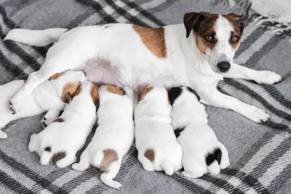 cachorro amamentando