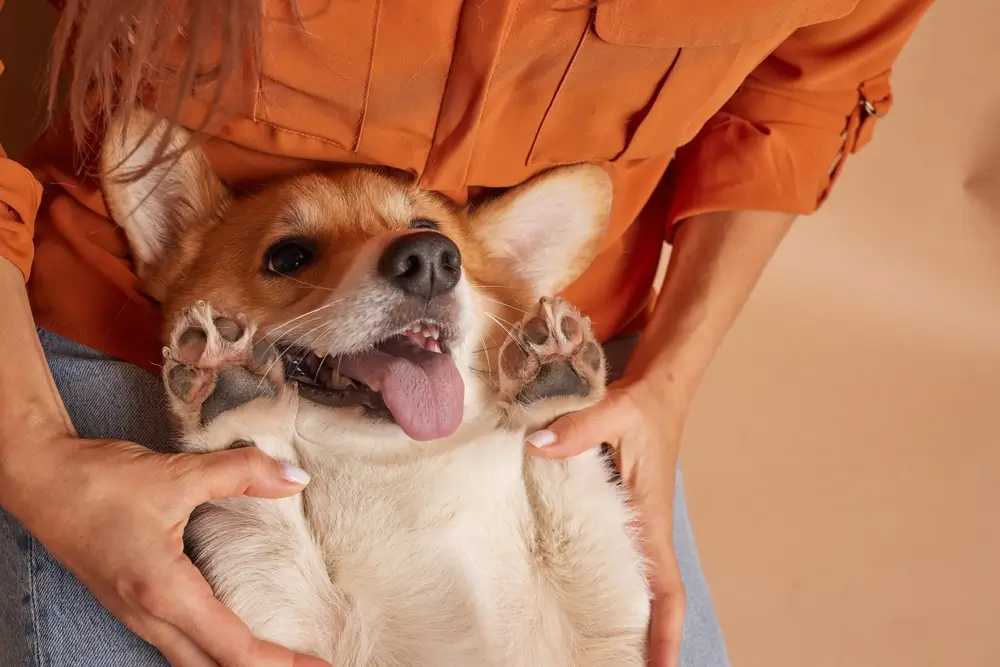 cachorro deitado