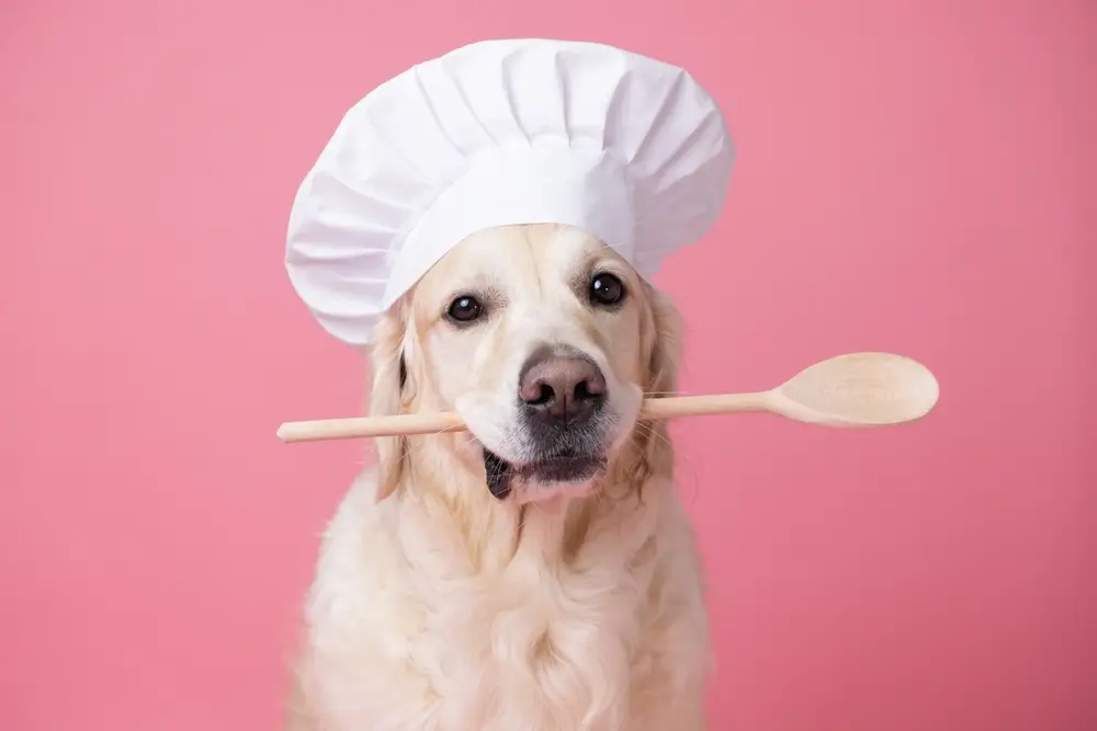 comida natural para cachorro