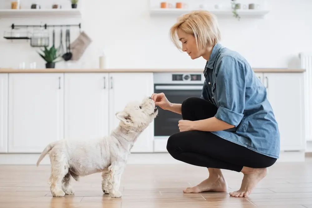 como fazer petiscos para cachorro