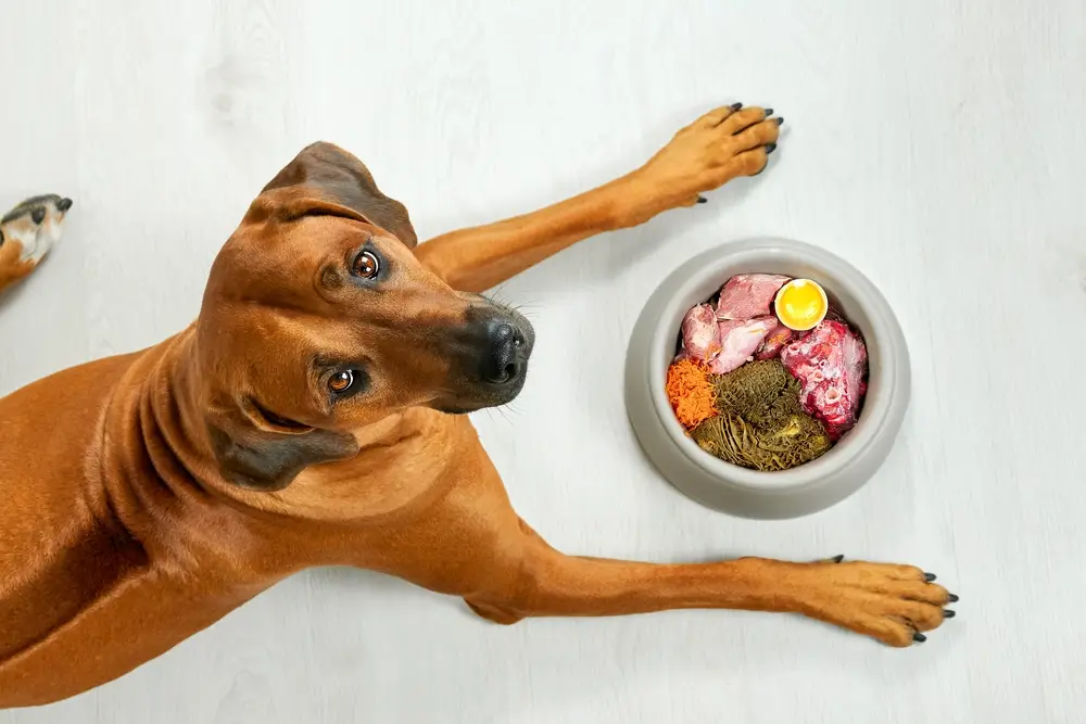 como temperar carne para cachorro