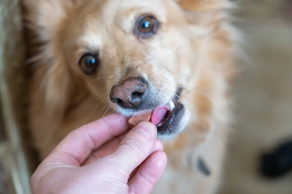 melhor antipulga para cachorro