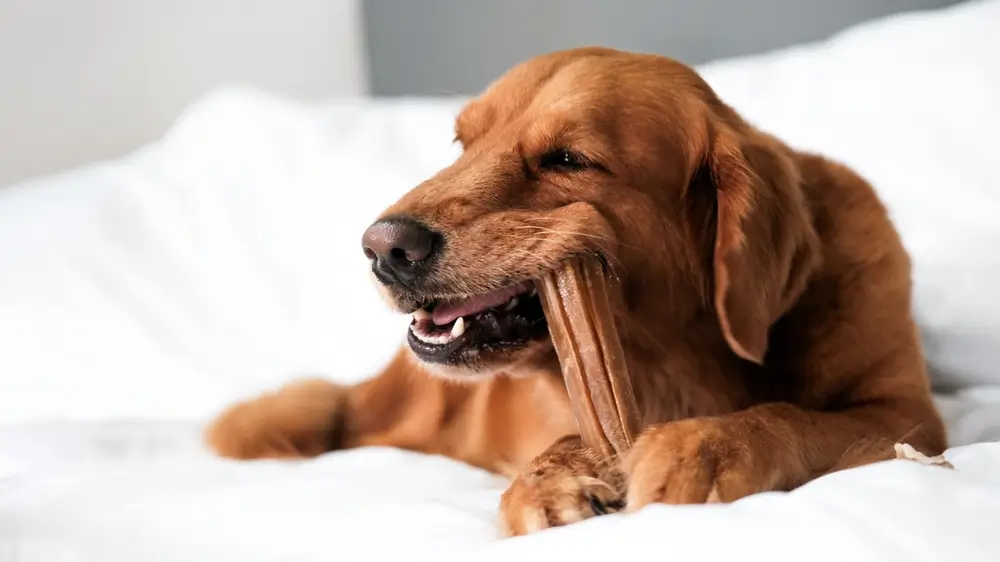 melhor petisco para limpar dentes de cachorro