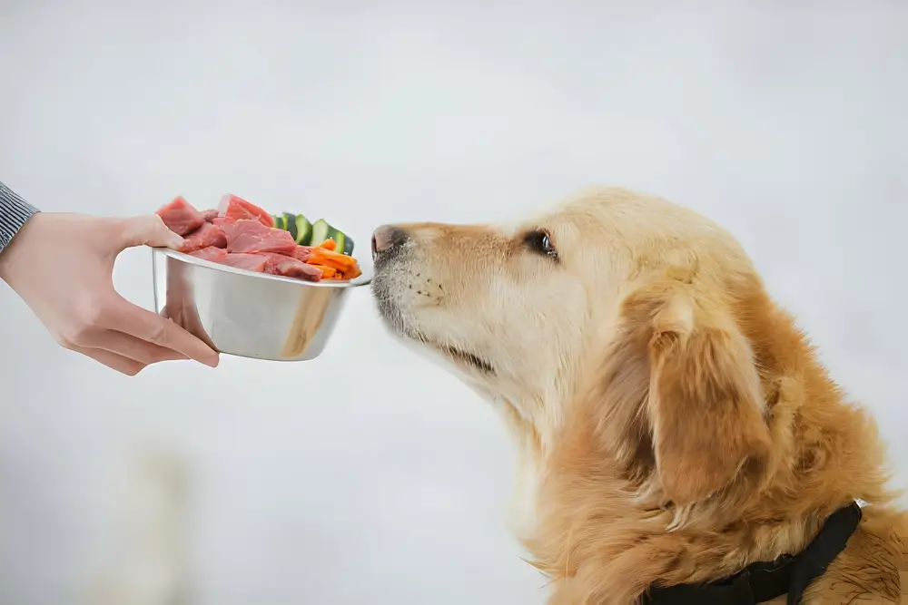 pode dar carne moida para cachorro