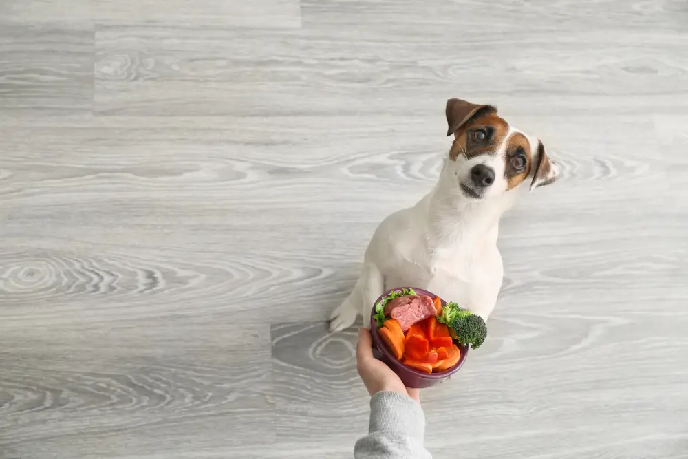 pode dar carne para cachorro