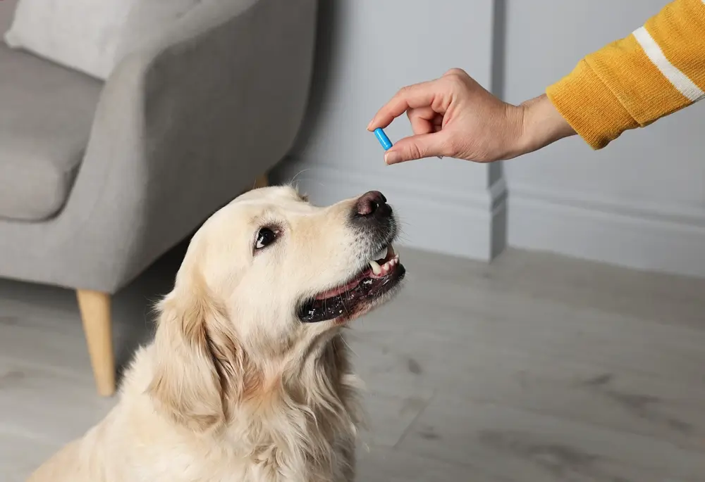 probiotico quantas vezes ao dia cachorro