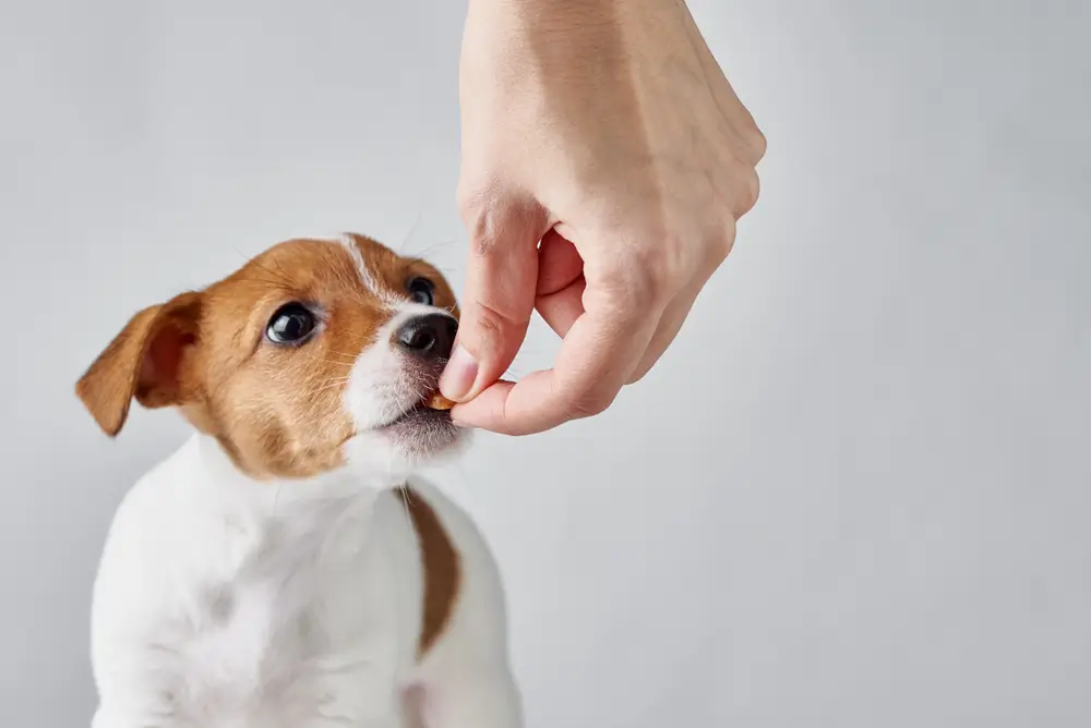 qual o melhor probiotico para cachorro