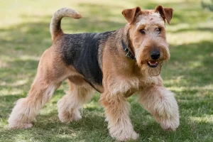 airedale-terrier