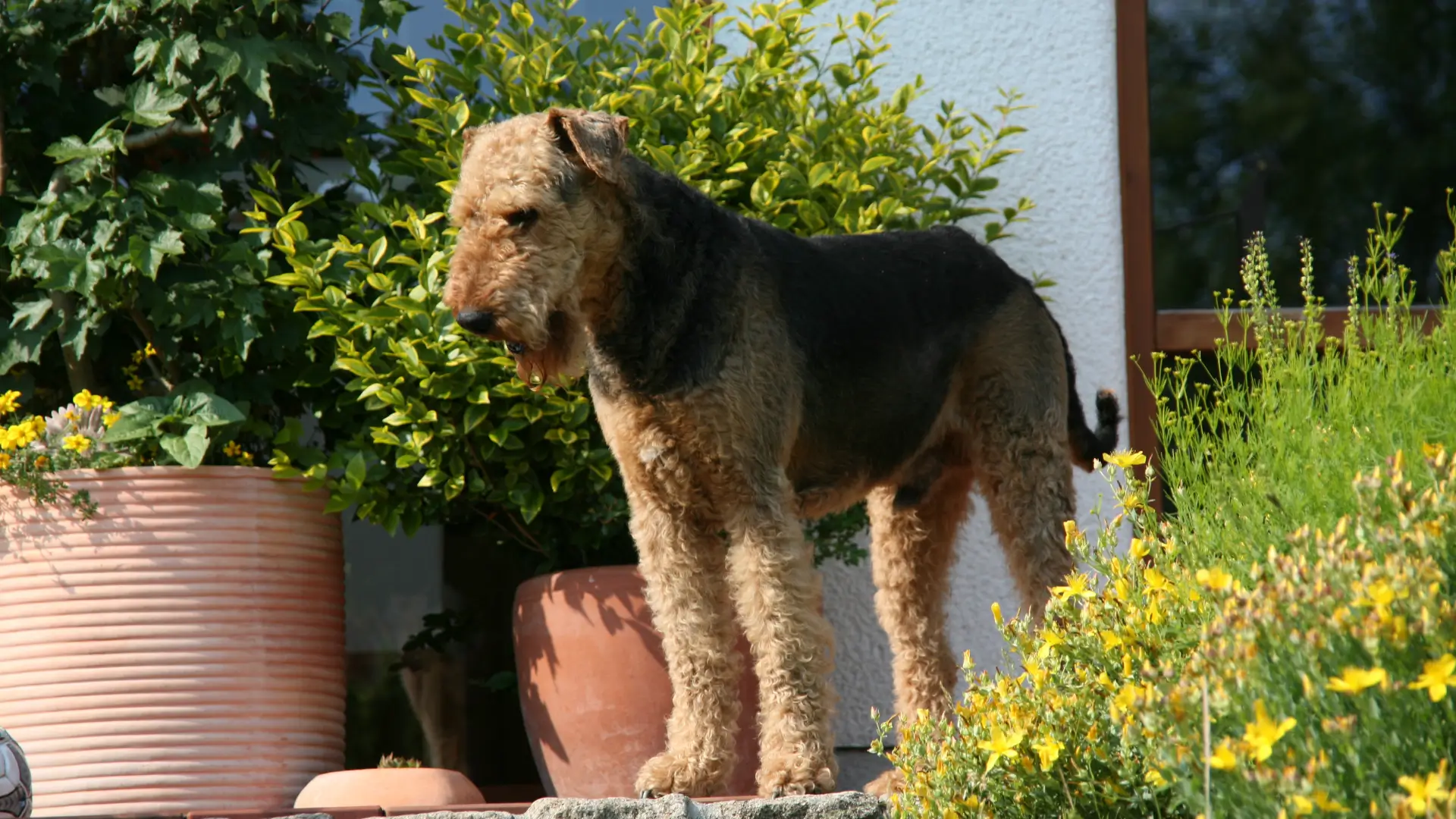 airedale terrier brasil