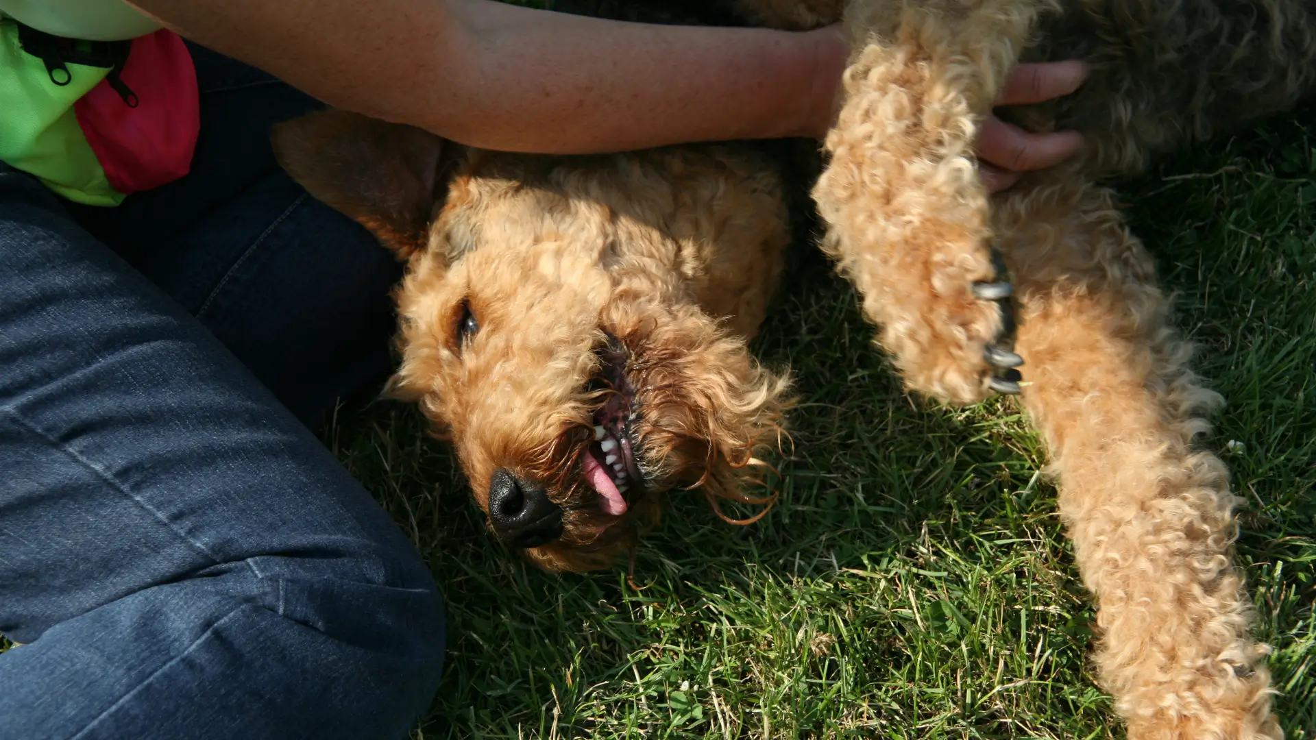 airedale terrier brincando