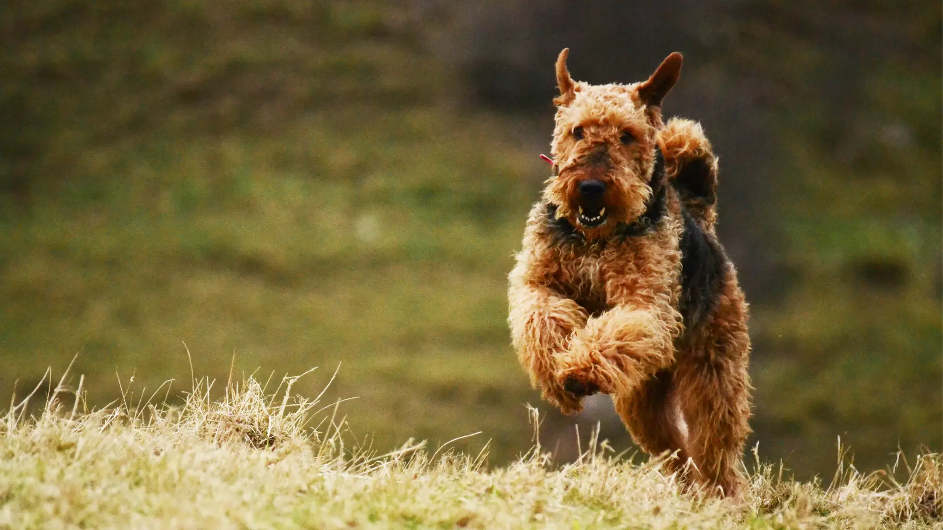 airedale terrier correndo