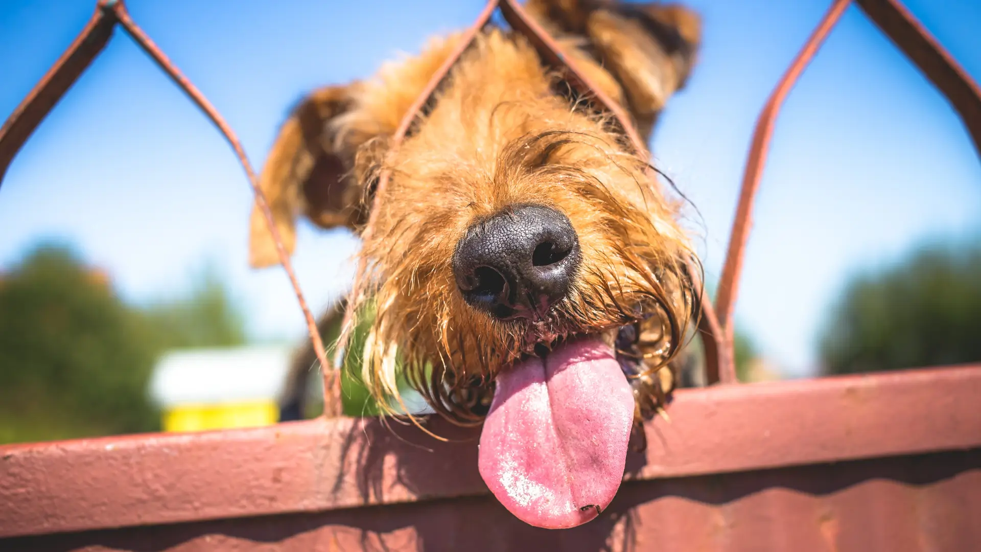 airedale terrier filhote