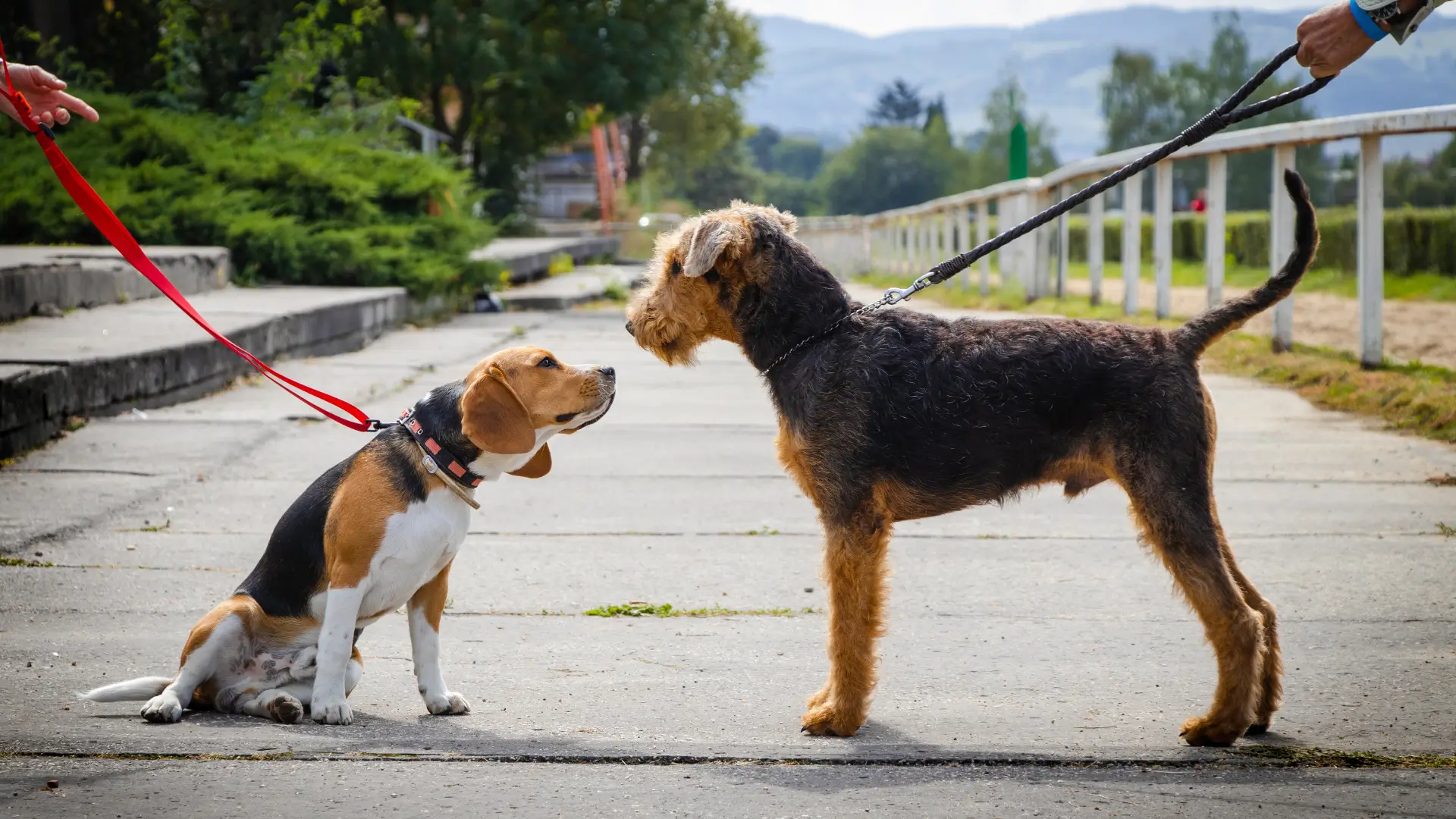 airedale terrier passeio