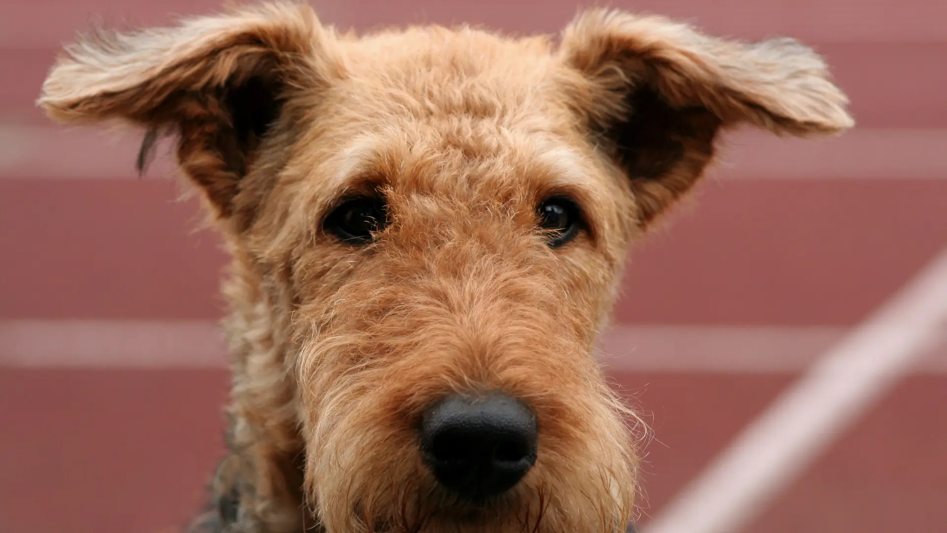 airedale terrier pelo