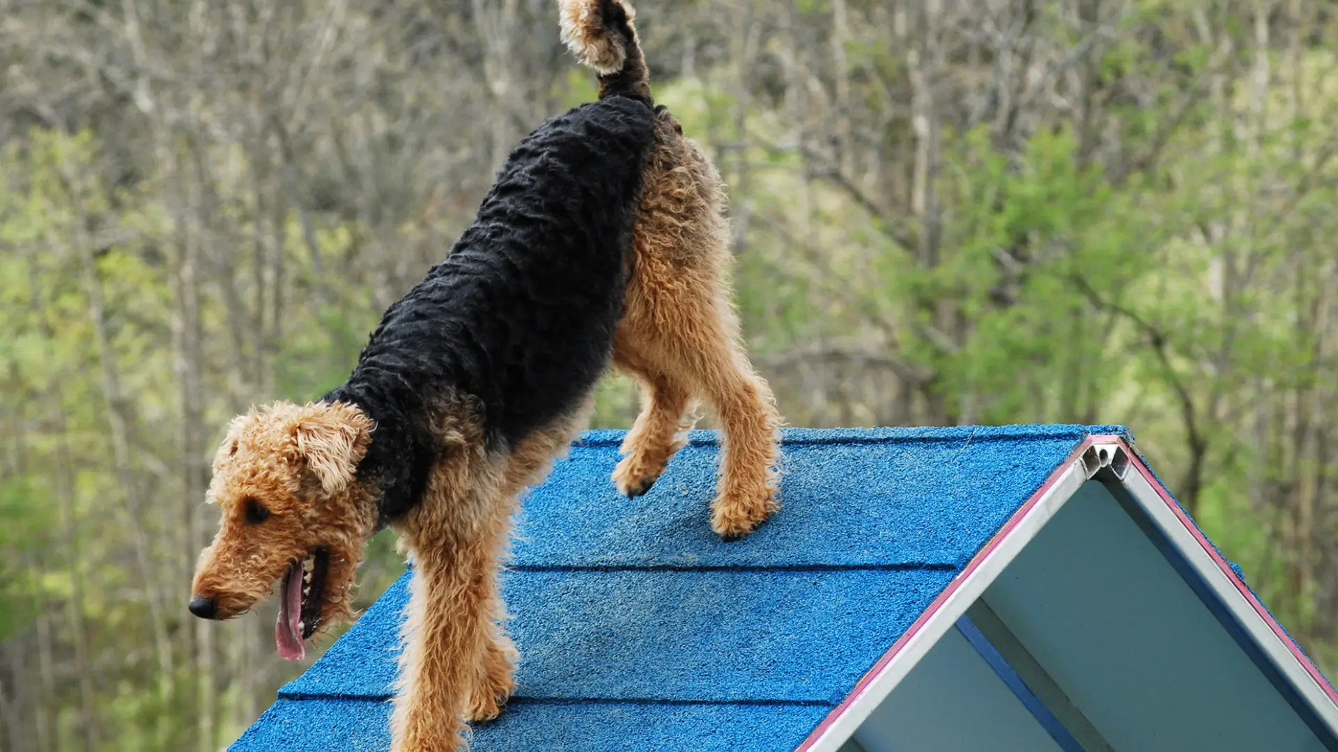 airedale terrier preto