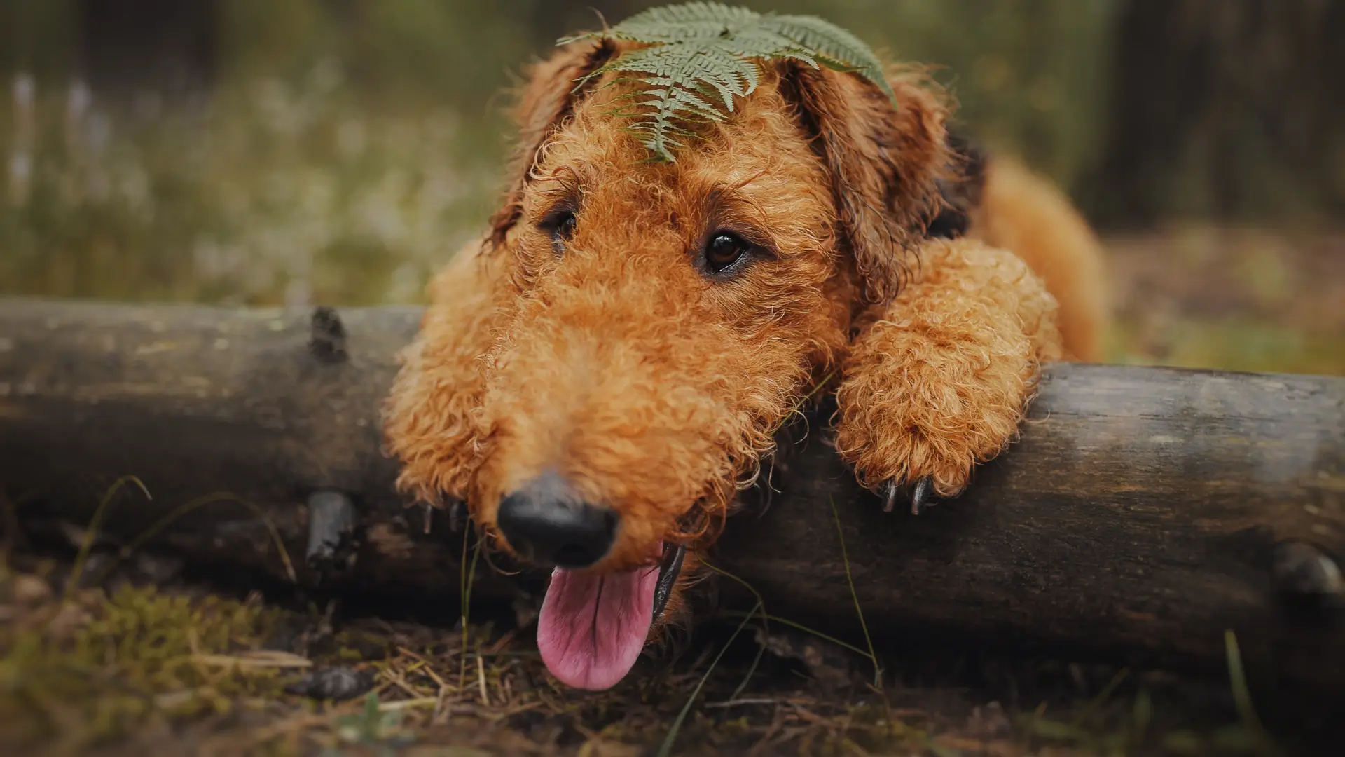 airedale terrier raca