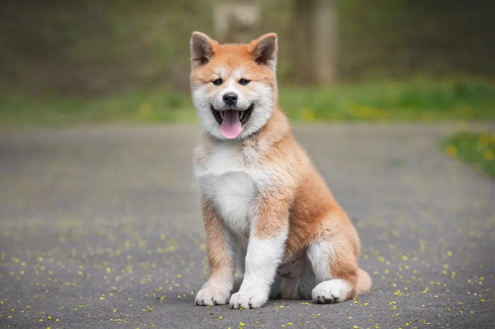 akita raca de cachorro