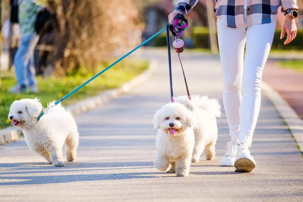 bichon cachorro