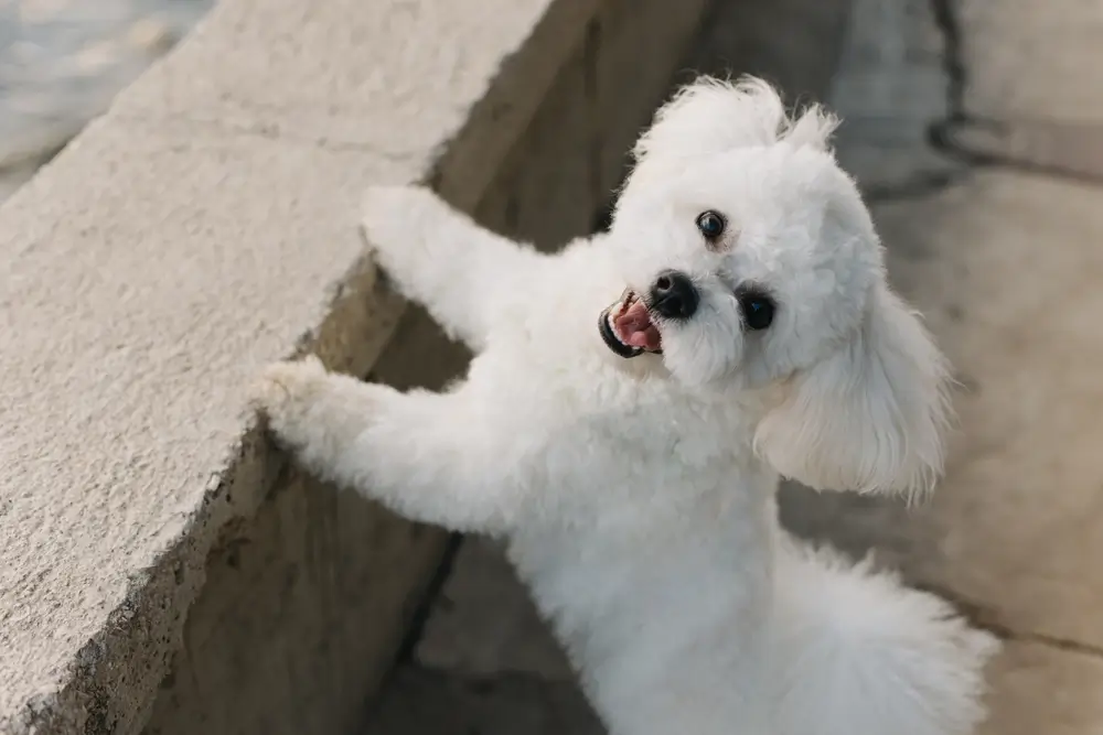 bichon frise