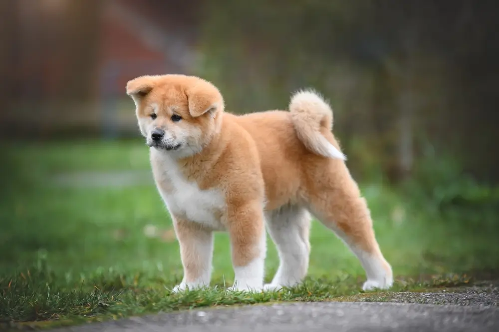 cachorro akita filhote