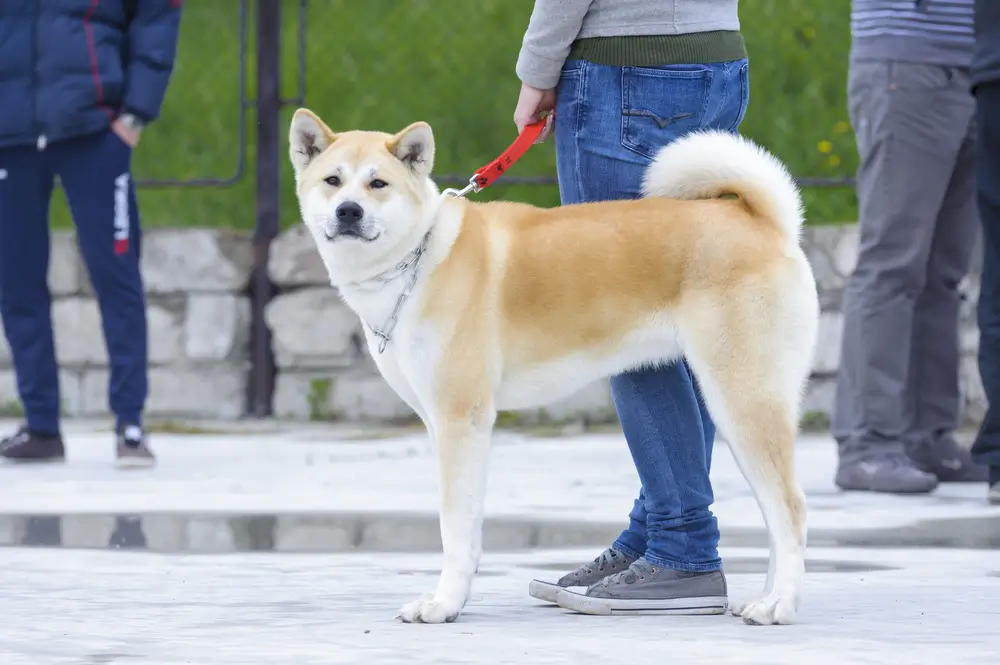 cachorro akita inu