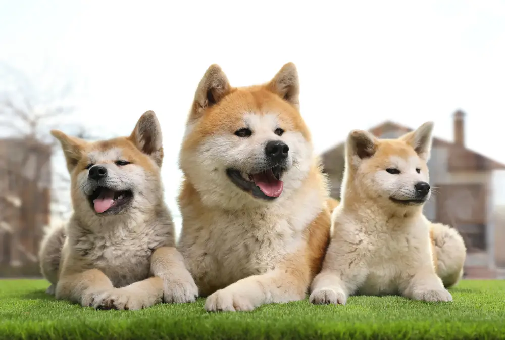 cachorro akita