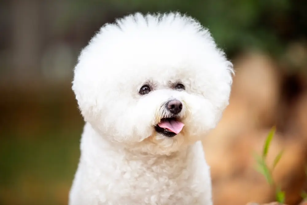 cachorro bichon frise