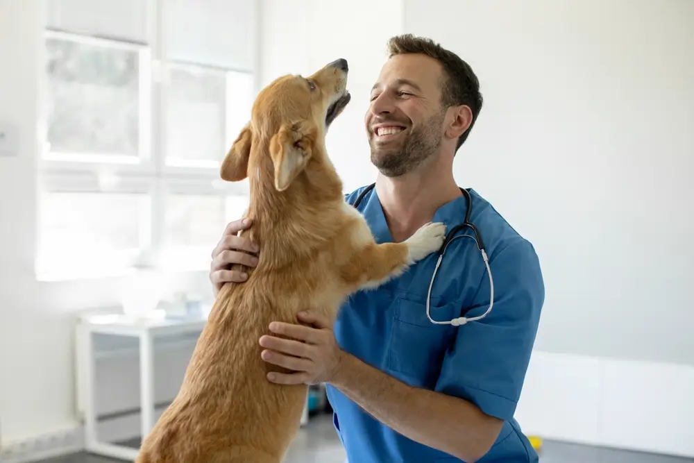 cachorro feliz