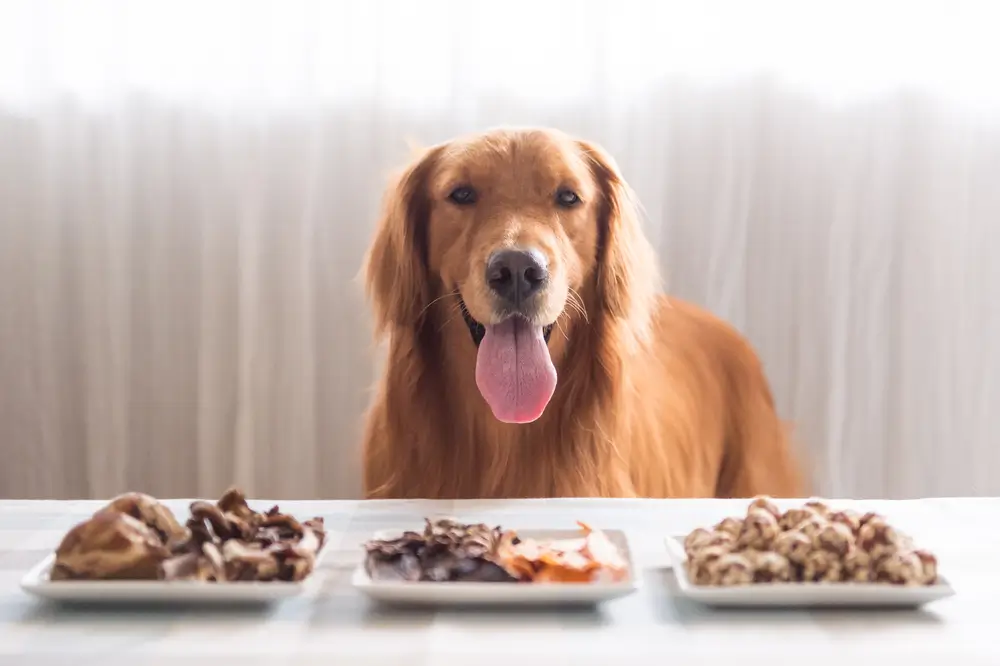 cachorro golden retriever