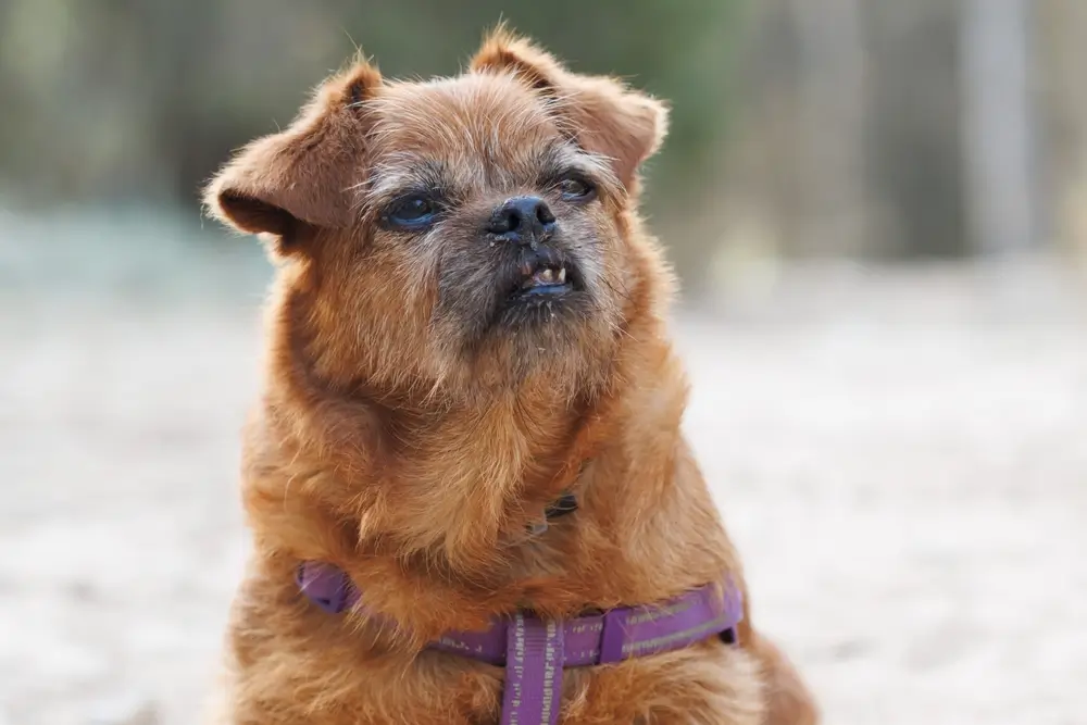 cachorro idoso com dificuldade de andar