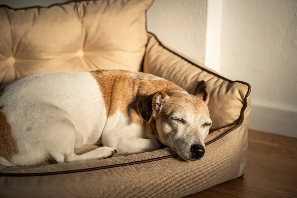 cachorro idoso dorme muito