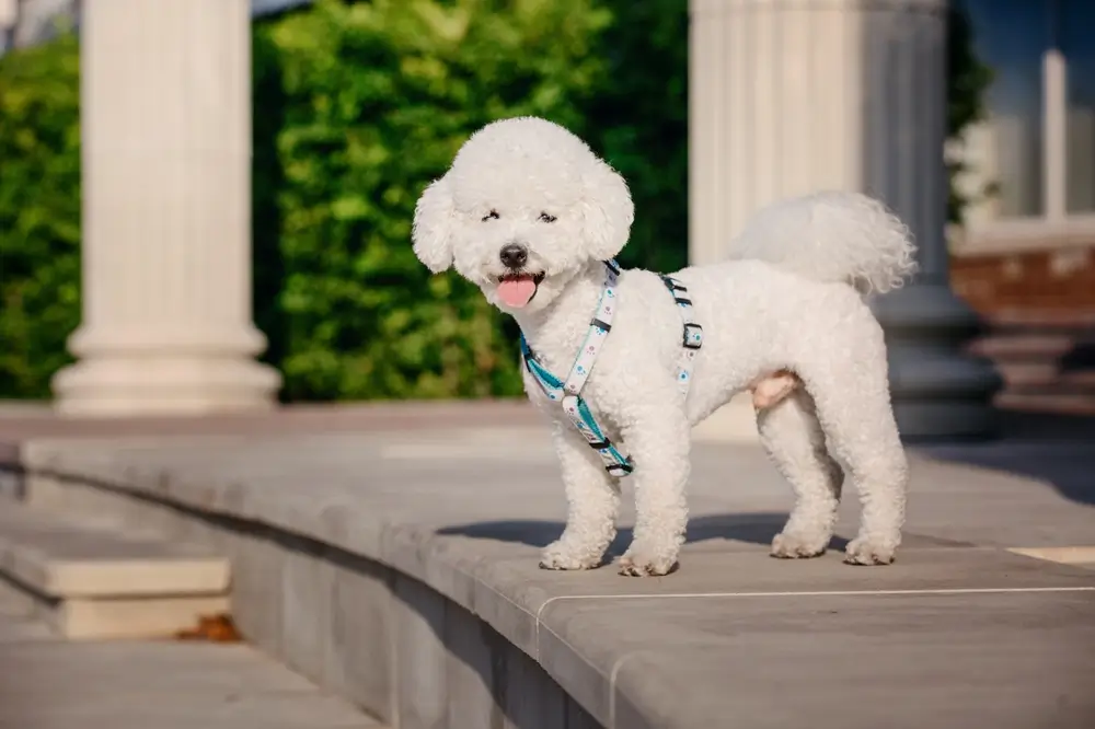 cachorro raca bichon