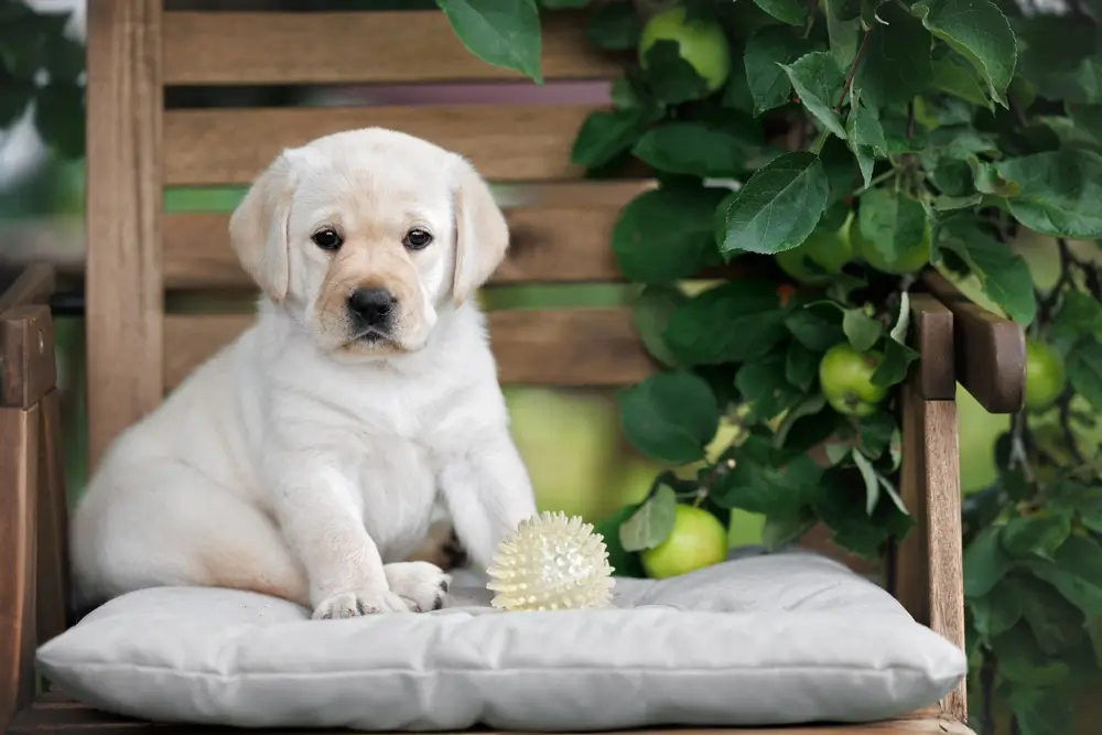 cachorro sentado