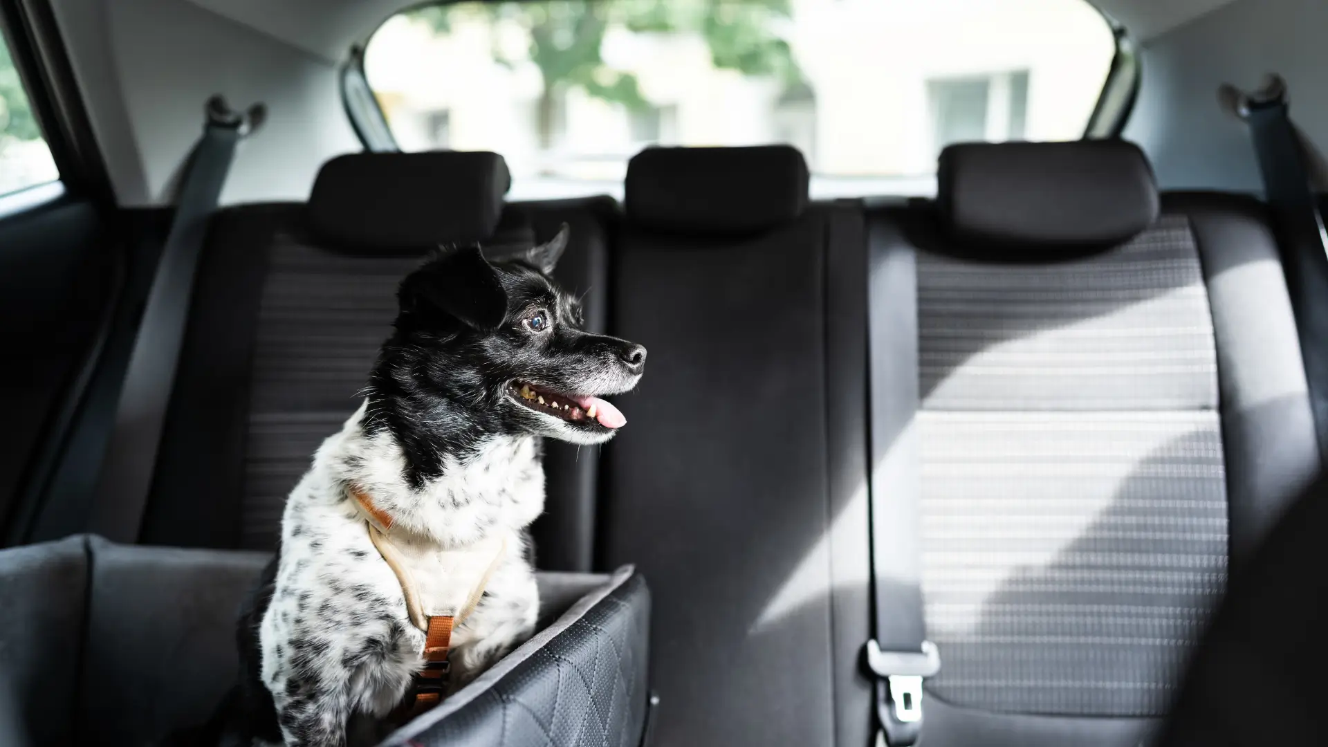 cadeirinha de transporte para cachorro