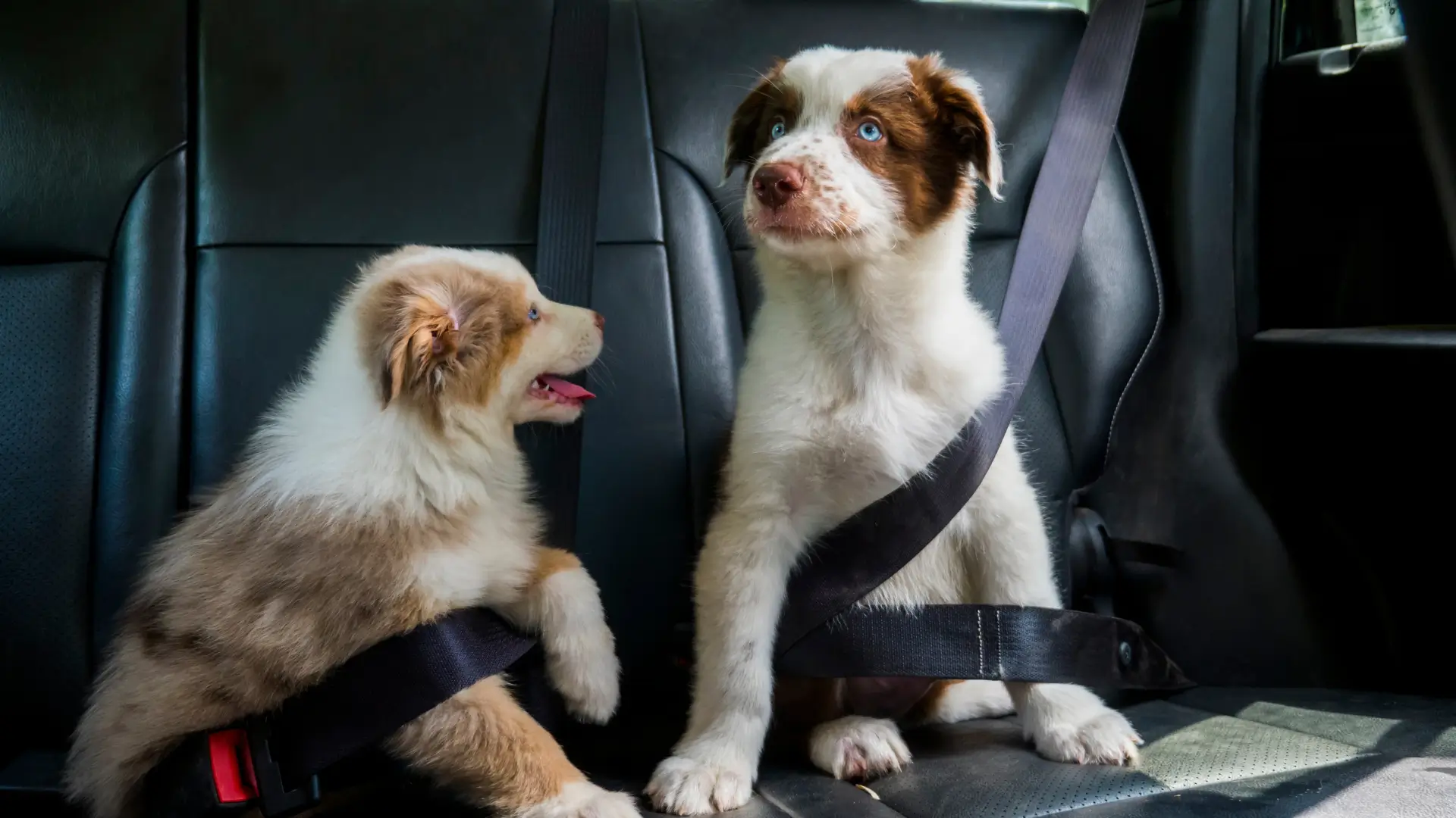 cadeirinha para cachorro pequeno