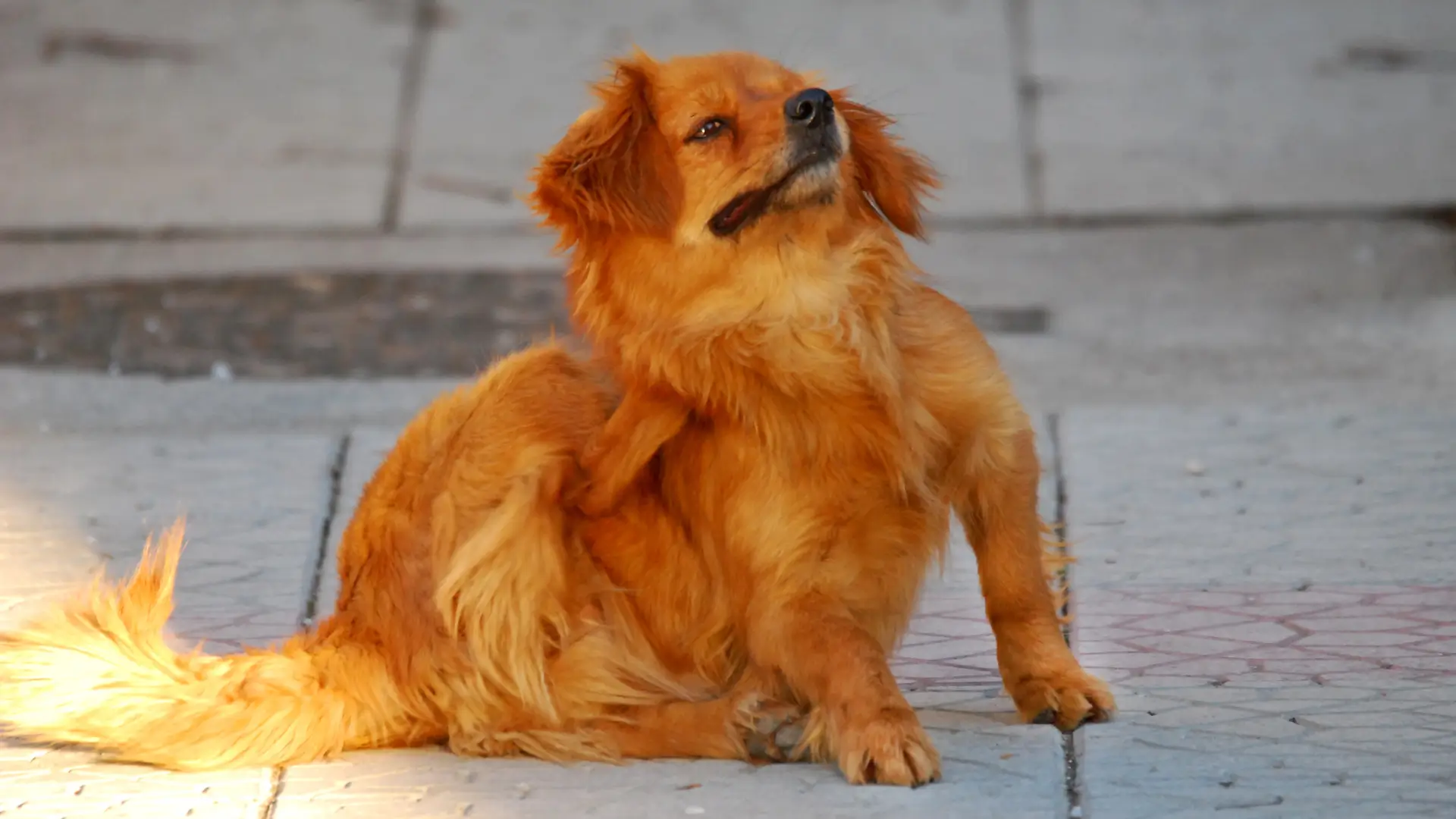 carrapato na orelha do cachorro