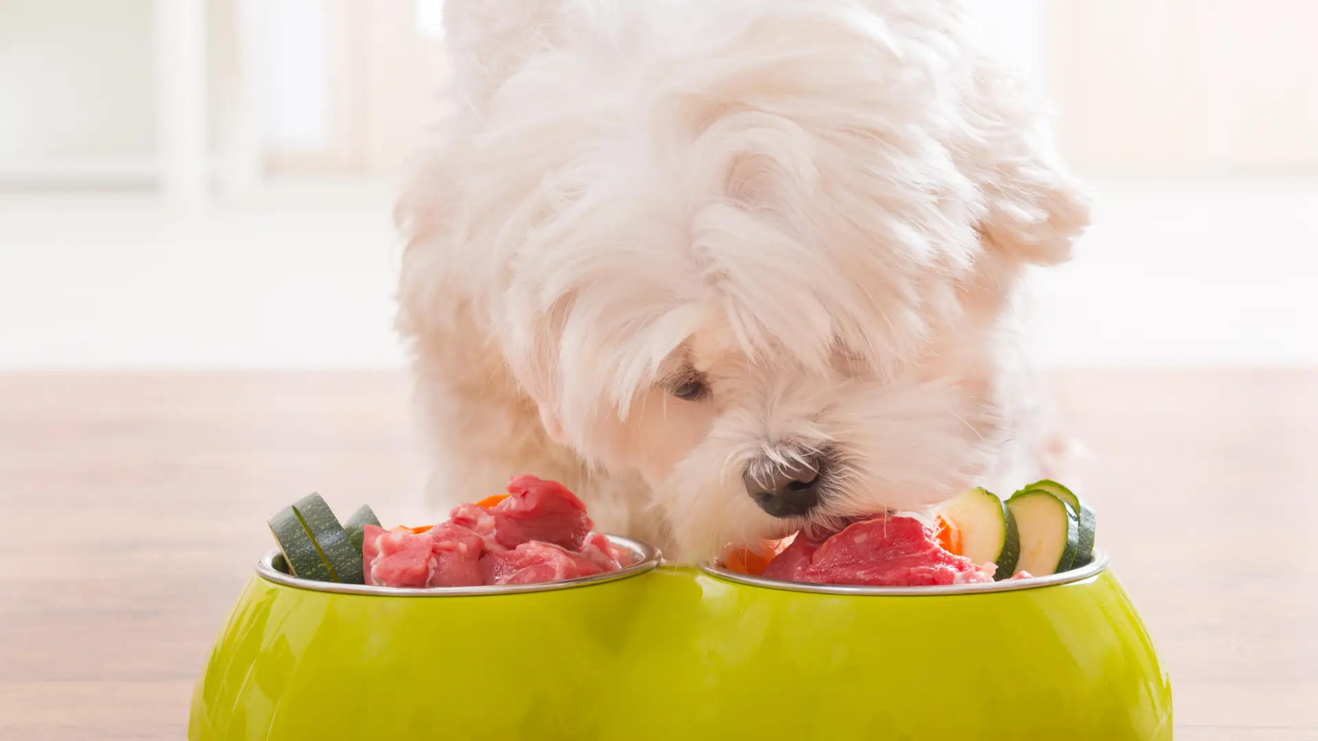 comida para cachorro natural