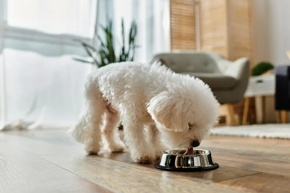 comida pastosa para cachorro apos cirurgia