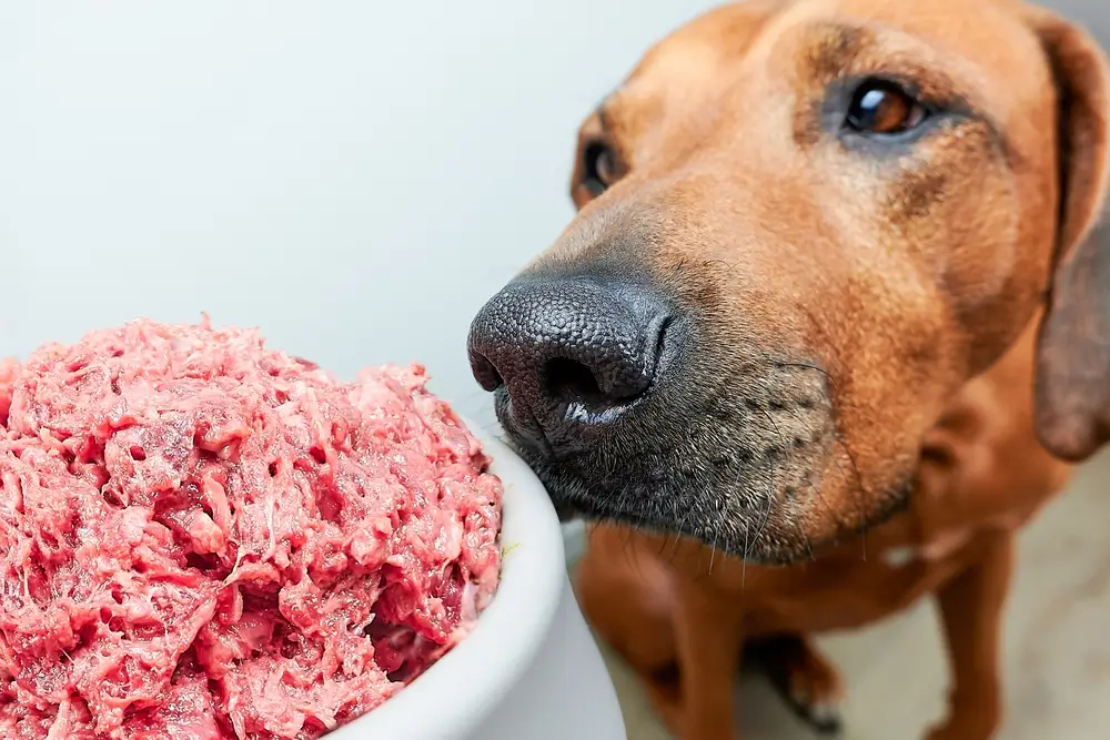 comida pastosa para cachorro doente