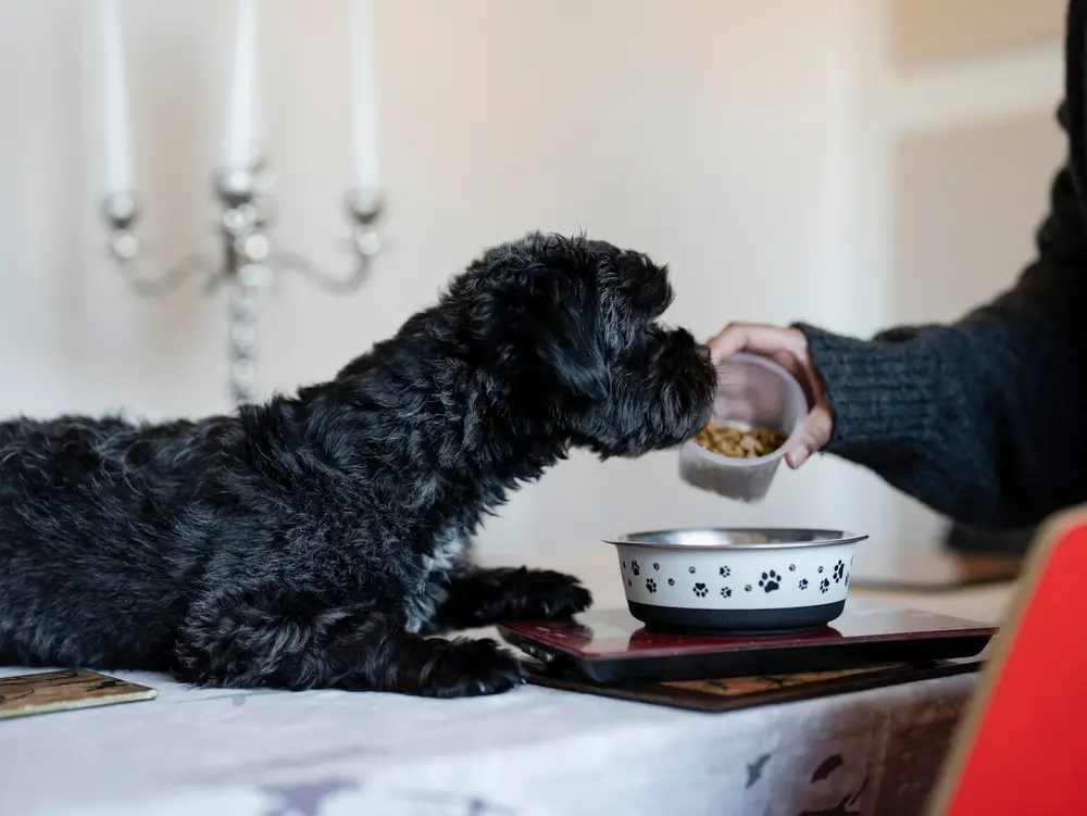 comida pastosa para cachorro idoso