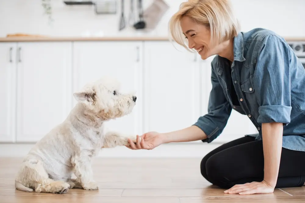 como adestrar cachorro filhote para fazer necessidades no lugar certo