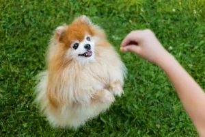 como-adestrar-filhotes-de-cachorro