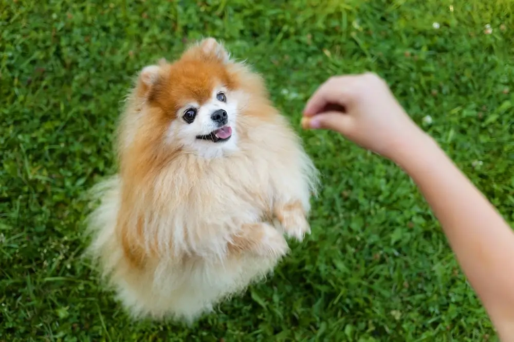 como adestrar filhotes de cachorro