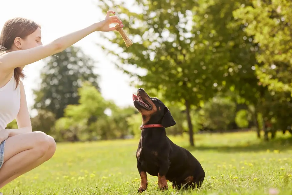 como adestrar um cachorro filhote passo a passo