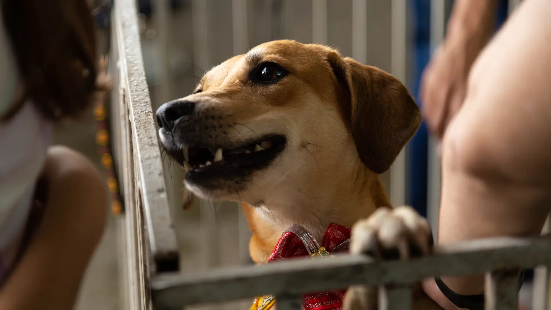 como adotar um cachorrinho