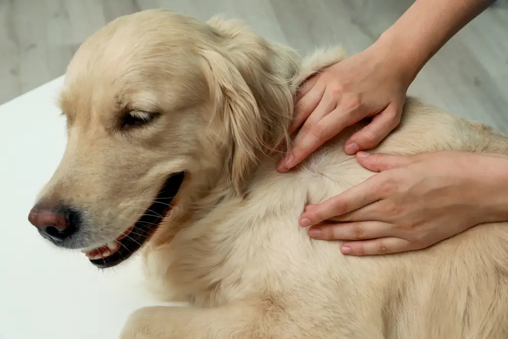 como cachorro pega carrapato