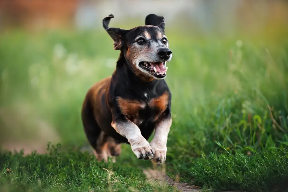 como descobrir raca de cachorro