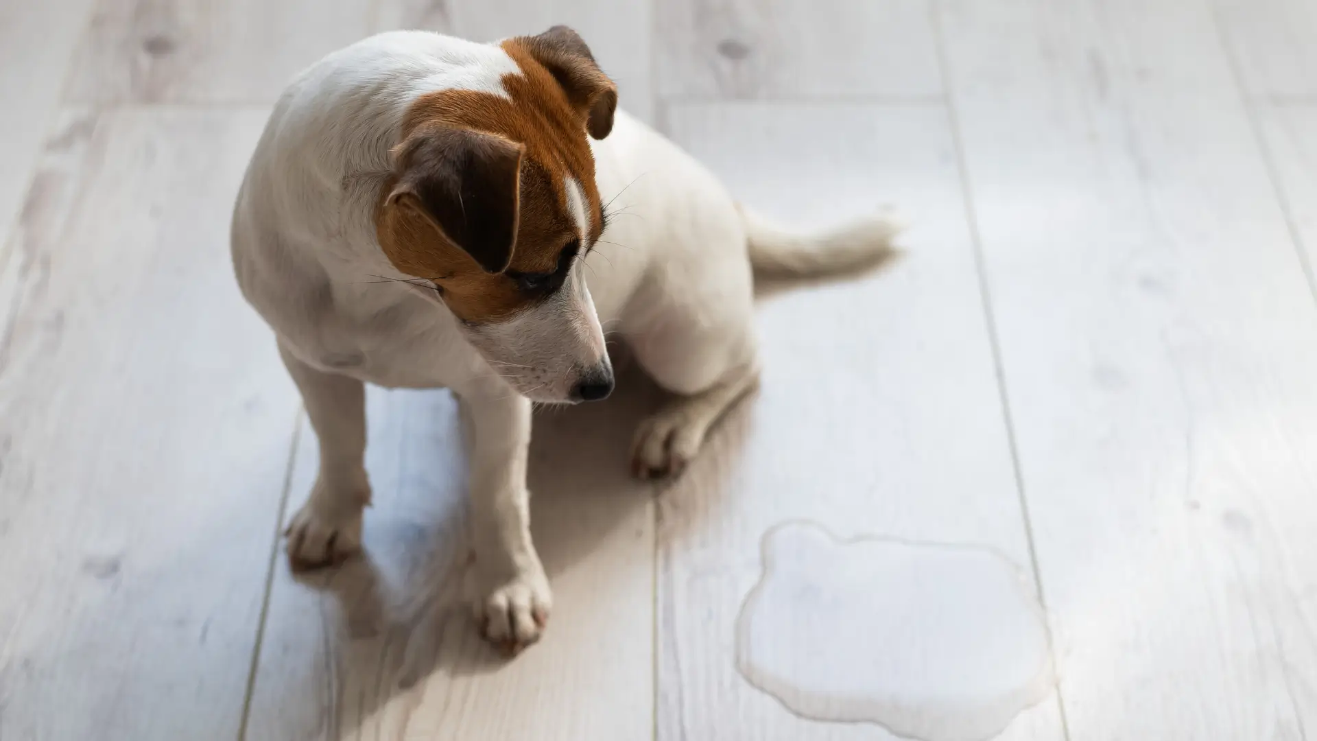 como ensinar cachorro a nao fazer xixi dentro de casa